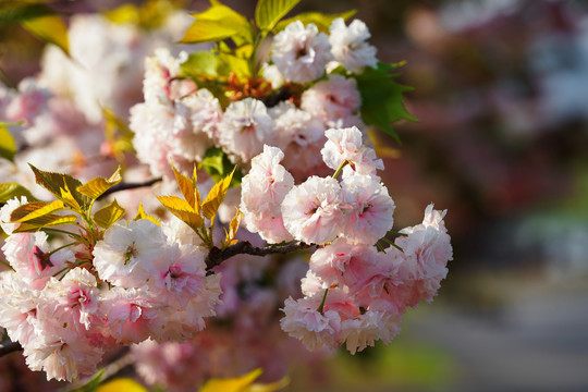 樱花