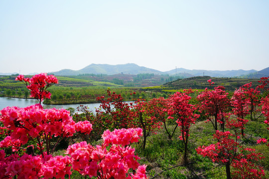 映山红