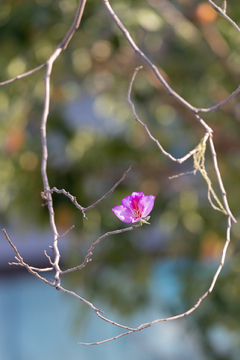 红花羊蹄甲