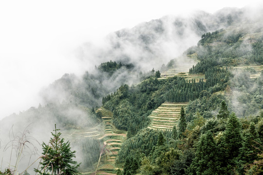 水墨梯田