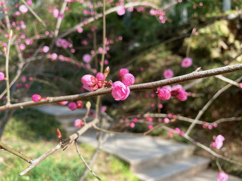 花蕾