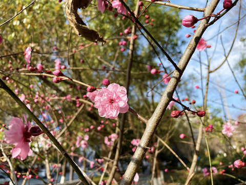 桃花盛开