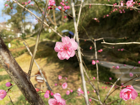 桃花盛开