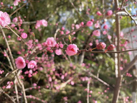 桃花