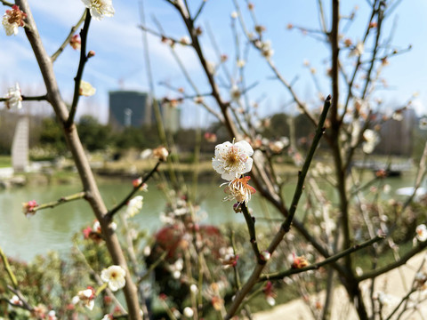 梨花特写