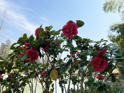 茶花