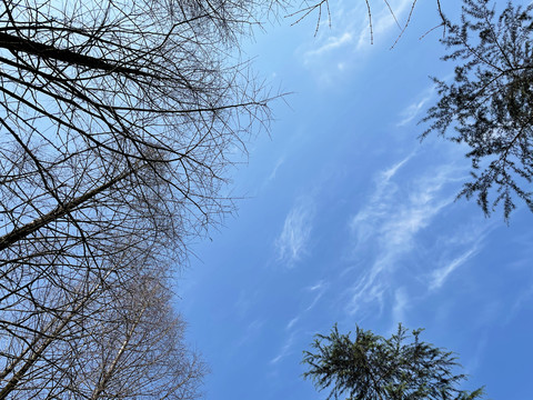 仰拍枯树枝与天空