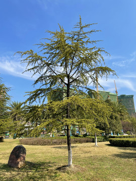 松树