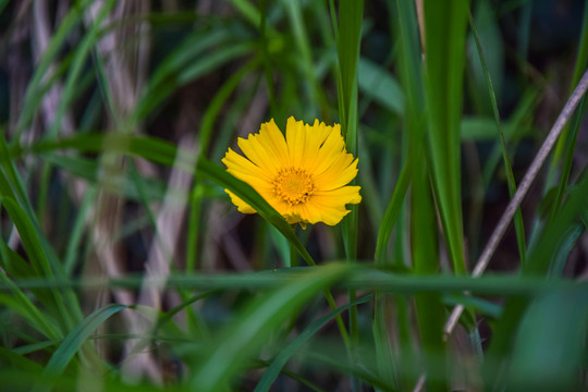 黄花