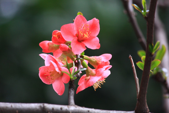 铁脚海棠花