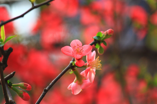 铁脚海棠花