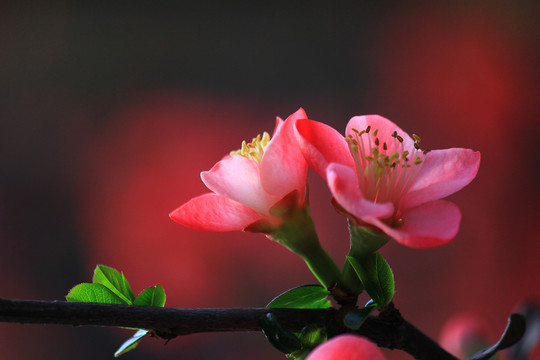 铁脚海棠花