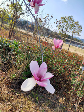 玉兰花特写