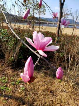 玉兰花特写