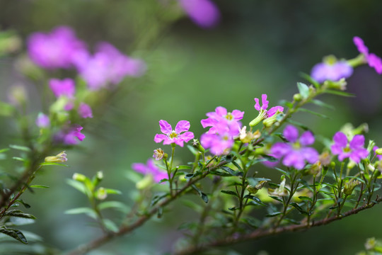 紫色的细叶萼距花