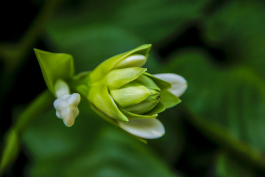 玉簪花