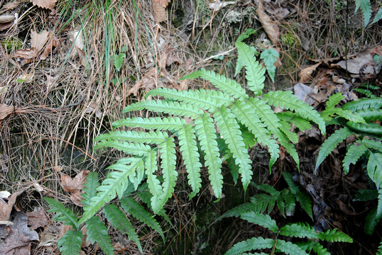 蕨类植物