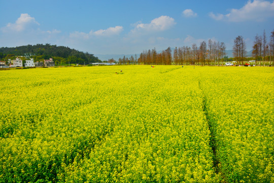 油菜花海