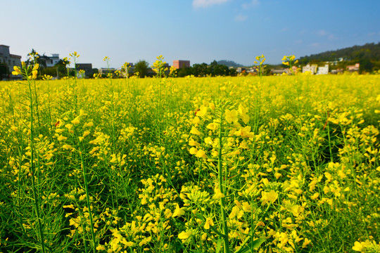 油菜花