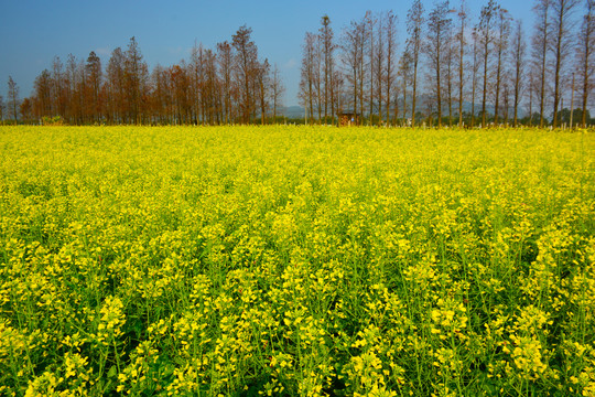 油菜田风景