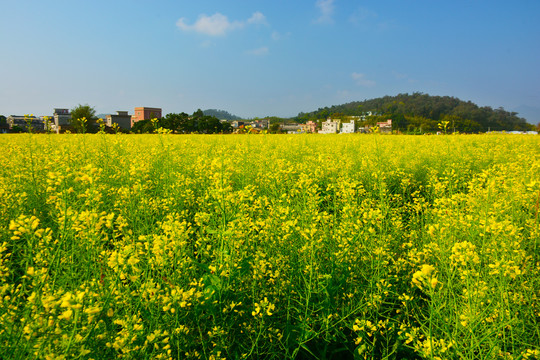 油菜田风景