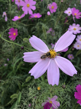 秋英花