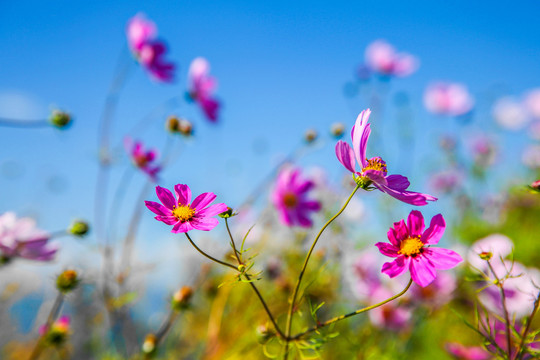 格桑花