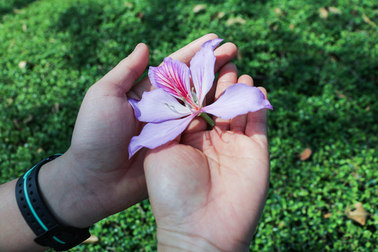 手上的花