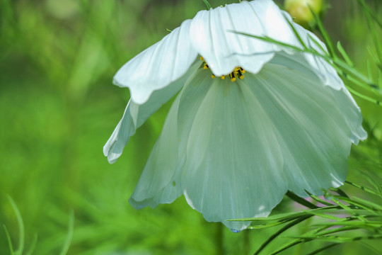 桑格花