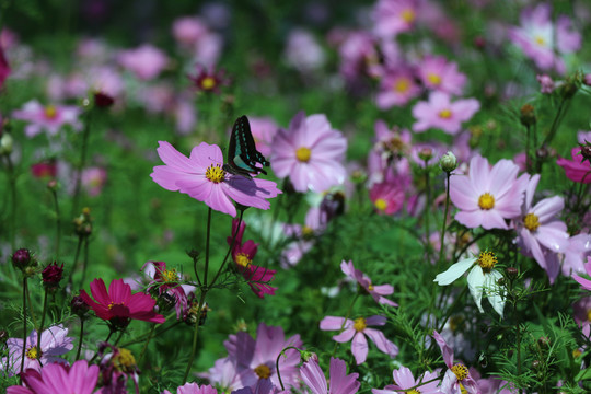 格桑花