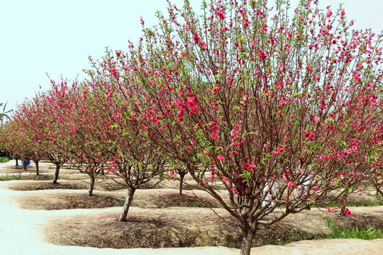 桃花种植
