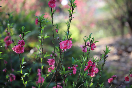 桃花
