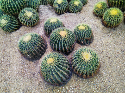 仙人球