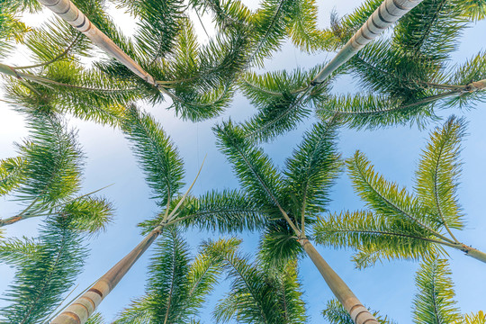 仰拍椰子树和蓝天背景