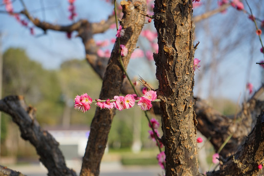 梅花
