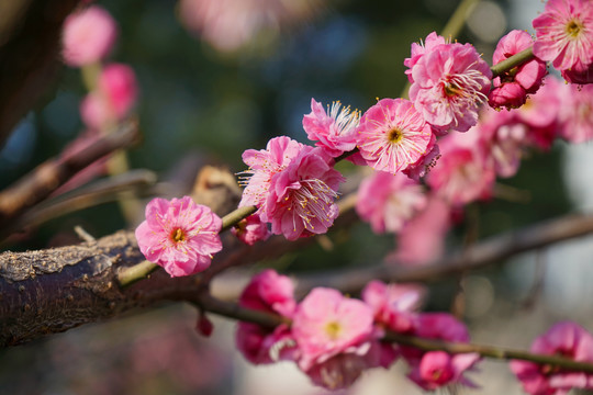 梅花