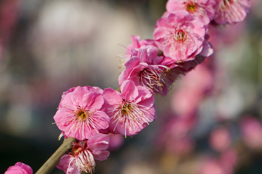 梅花