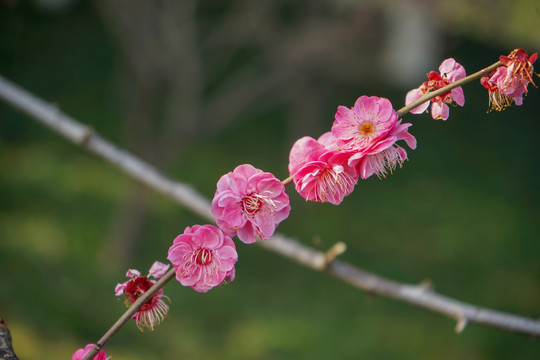 梅花