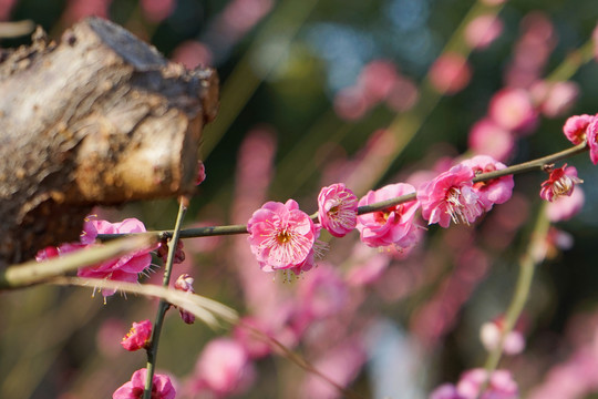 梅花