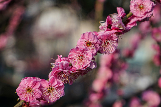 梅花