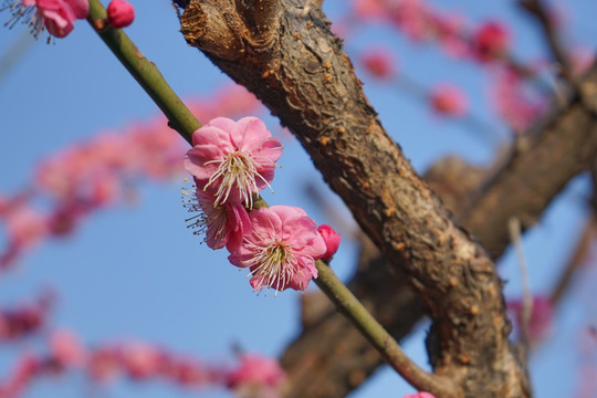 梅花