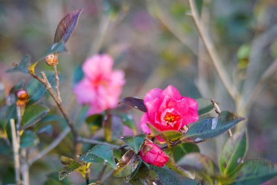 山茶花