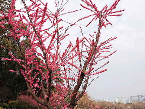 碧桃花