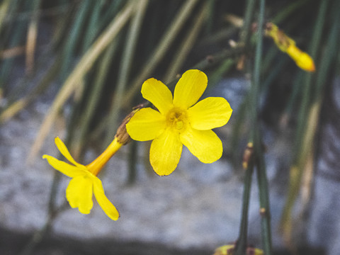 迎春花