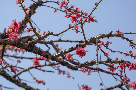 桃花园