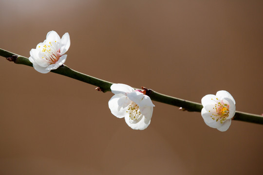 梅子花