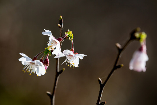 迎春樱桃花