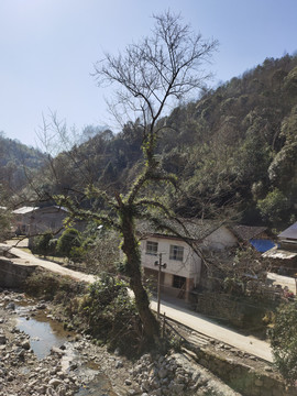 农村古树