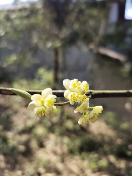 木姜子花