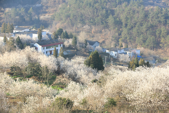 樱花烂漫